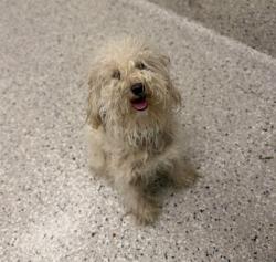 Shelter Stray Female Dog last seen Near BLOCK CORONADO PKWY, 12155 Park Blvd, Brighton, CO 80601, USA