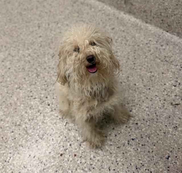 Shelter Stray Female Dog last seen Near BLOCK CORONADO PKWY, 12155 Park Blvd, Brighton, CO 80601, USA