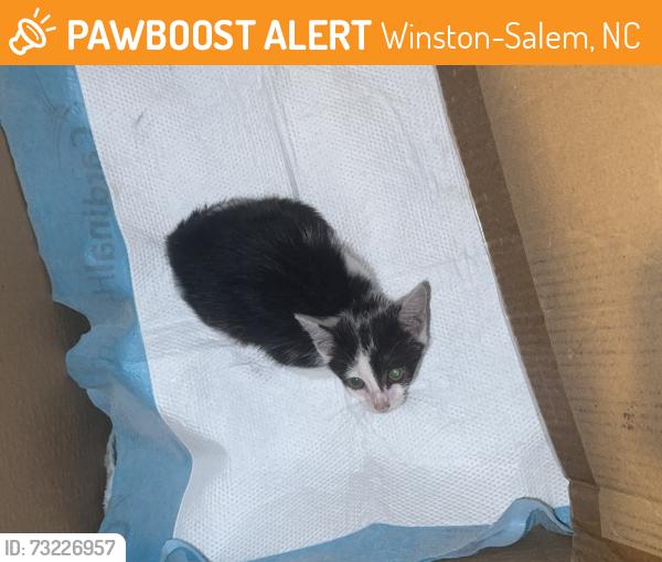 Found/Stray Unknown Cat last seen Williamston park ct Winston Salem nc, Winston-Salem, NC 27107
