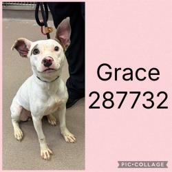 Shelter Stray Female Dog last seen MACON AVE, 4214 Fulton Mill Rd, Macon, GA 31216, USA