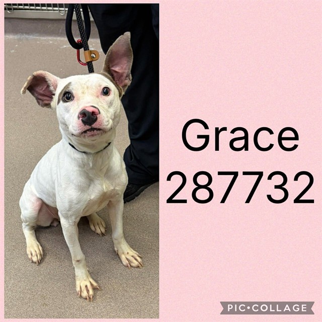Shelter Stray Female Dog last seen MACON AVE, 4214 Fulton Mill Rd, Macon, GA 31216, USA