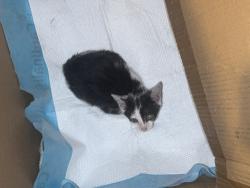 Found/Stray Unknown Cat last seen Williamston park ct Winston Salem nc, Winston-Salem, NC 27107