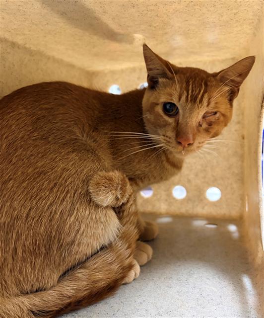 Shelter Stray Male Cat last seen , 600 Aviation Dr, Camarillo, CA 93010, USA