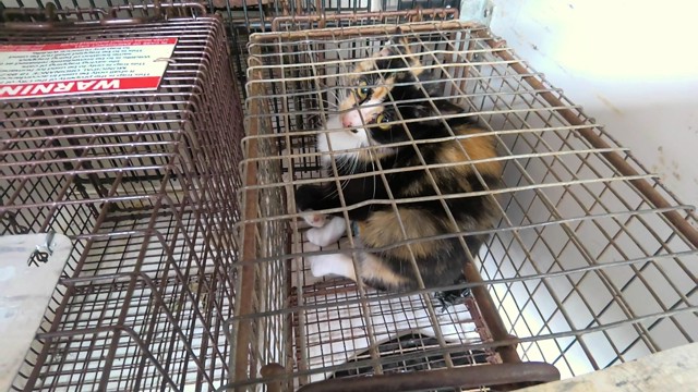 Shelter Stray Female Cat last seen Near BLOCK GREEN COVE RD, 4950 SW Triana Blvd, Huntsville, AL 35805, USA