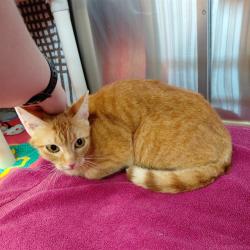 Shelter Stray Female Cat last seen COLONY DR SW, 4950 SW Triana Blvd, Huntsville, AL 35805, USA