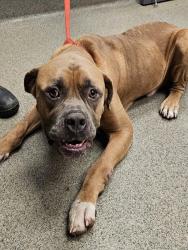 Shelter Stray Male Dog last seen Near BLOCK ED BAEDER RD, 4950 SW Triana Blvd, Huntsville, AL 35805, USA