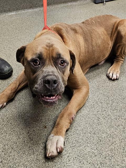 Shelter Stray Male Dog last seen Near BLOCK ED BAEDER RD, 4950 SW Triana Blvd, Huntsville, AL 35805, USA