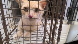 Shelter Stray Female Cat last seen Near BLOCK GREEN COVE RD, 4950 SW Triana Blvd, Huntsville, AL 35805, USA