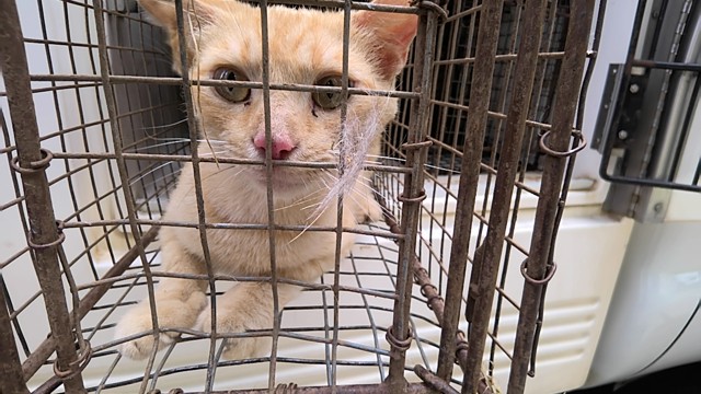 Shelter Stray Female Cat last seen Near BLOCK GREEN COVE RD, 4950 SW Triana Blvd, Huntsville, AL 35805, USA