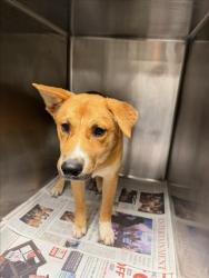 Shelter Stray Unknown Dog last seen , 14409 Vanowen St, Van Nuys, CA 91405, USA