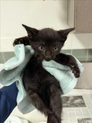 Shelter Stray Unknown Cat last seen , 14409 Vanowen St, Van Nuys, CA 91405, USA