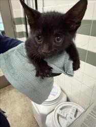 Shelter Stray Unknown Cat last seen , 14409 Vanowen St, Van Nuys, CA 91405, USA