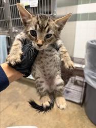 Shelter Stray Unknown Cat last seen , 14409 Vanowen St, Van Nuys, CA 91405, USA