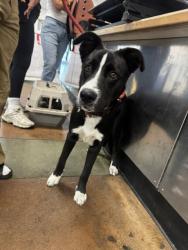 Shelter Stray Male Dog last seen , 14409 Vanowen St, Van Nuys, CA 91405, USA