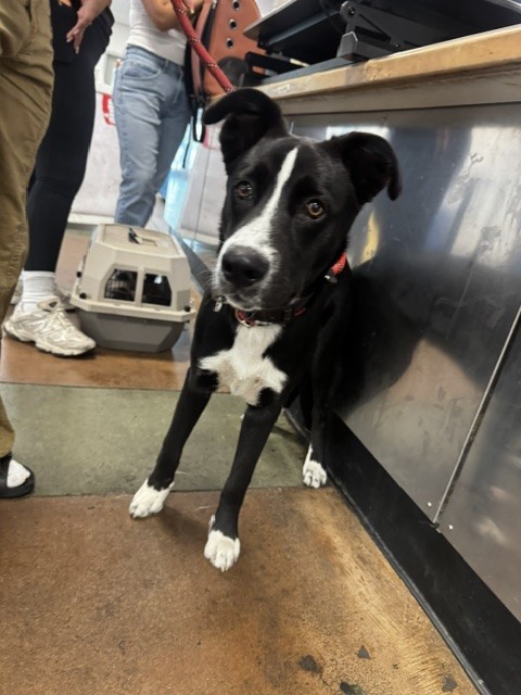 Shelter Stray Male Dog last seen , 14409 Vanowen St, Van Nuys, CA 91405, USA