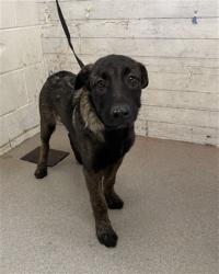 Shelter Stray Male Dog last seen Near BLOCK ADAMS ST, 333 Chandler Pl, San Bernardino, CA 92408, USA