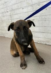 Shelter Stray Female Dog last seen Near BLOCK ADAMS ST, 333 Chandler Pl, San Bernardino, CA 92408, USA