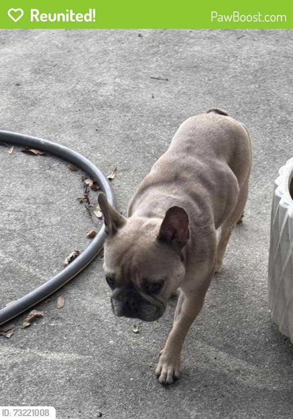 Reunited Female Dog last seen Rabert St, Longwood, FL 32750