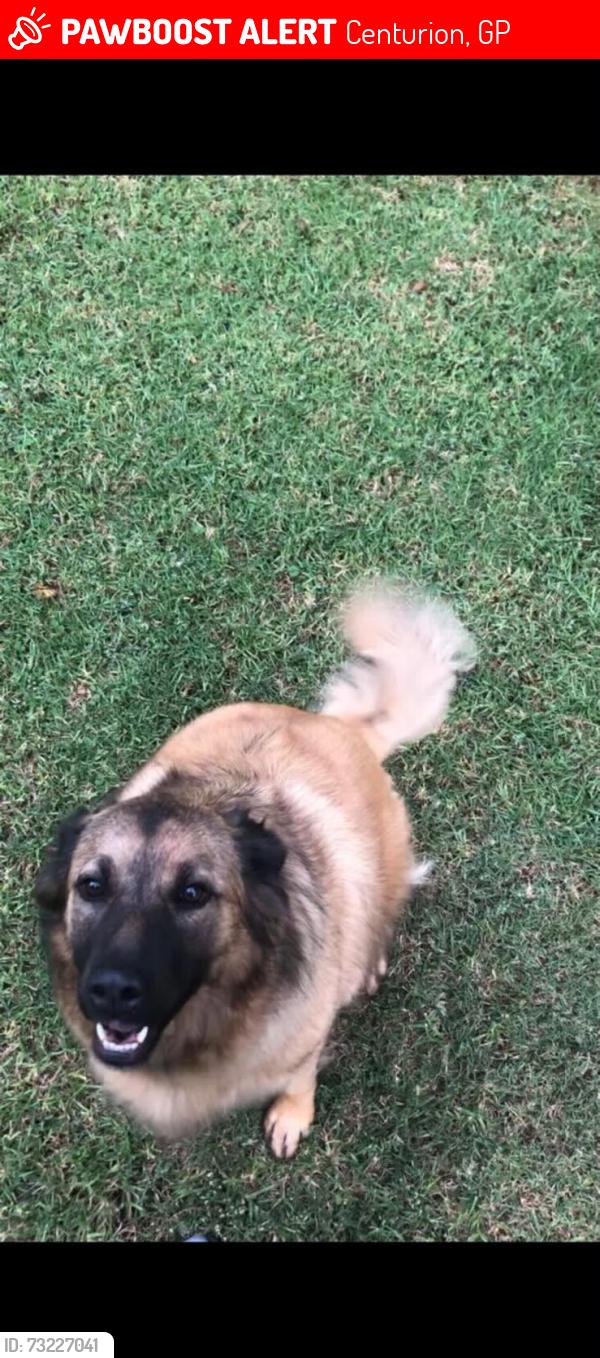 Lost Female Dog last seen Botha ave, amkor road, gem street, Centurion, GP 0157