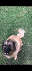 Lost Female Dog last seen Botha ave, amkor road, gem street, Centurion, GP 0157