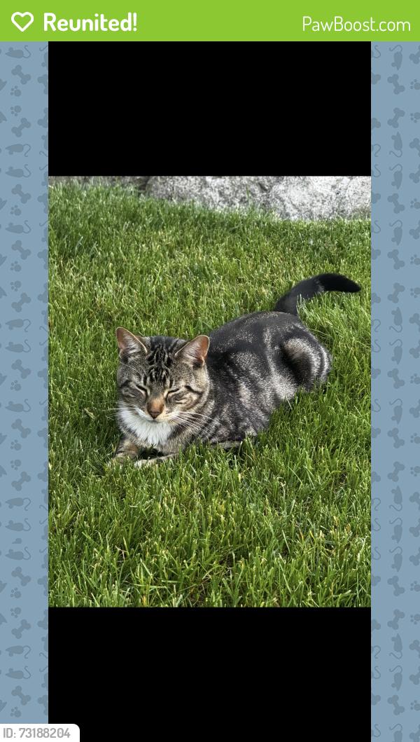 Reunited Male Cat last seen O’MALLEY RD Marlborough, Marlborough, MA 01752