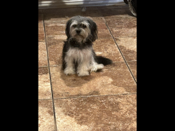 Lost Female Dog last seen Preston and George bush highway, Dallas, TX 75252