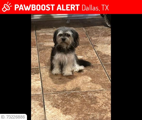 Lost Female Dog last seen Preston and George bush highway, Dallas, TX 75252