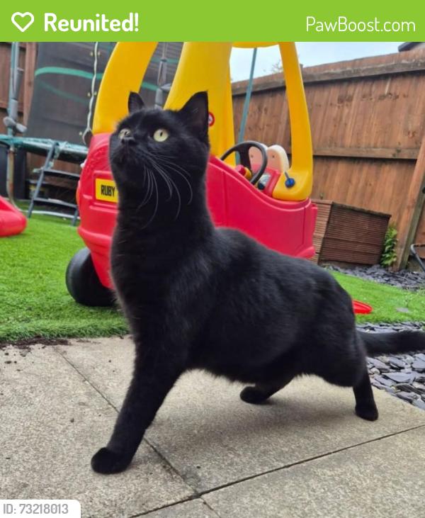 Reunited Male Cat last seen Sarn, Bridgend County Borough, Wales CF32 9GG
