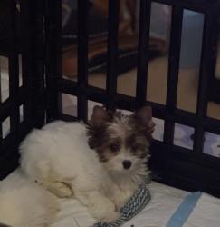 Lost Male Dog last seen S.E. and Westminister, Oklahoma City, OK 73150
