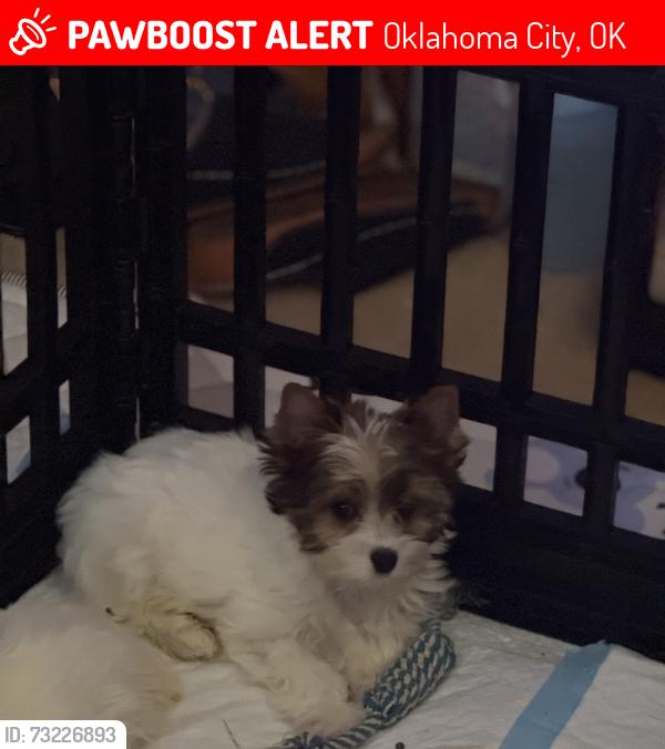 Lost Male Dog last seen S.E. and Westminister, Oklahoma City, OK 73150