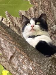 Reunited Female Cat last seen State Street and East Tuscarwas Ext Barberton Ohio, Barberton, OH 44203