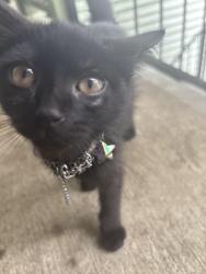 Found/Stray Female Cat last seen Near Willowbrook Drive, Fayetteville, NC 28314