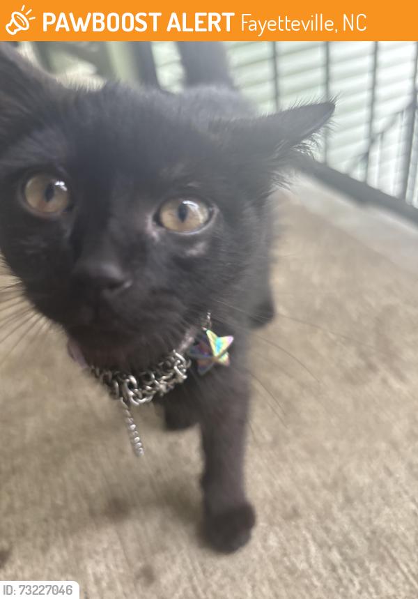 Found/Stray Female Cat last seen Near Willowbrook Drive, Fayetteville, NC 28314