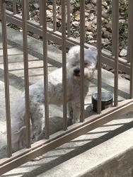 Reunited Male Dog last seen Loop 410, San Antonio, TX 78213