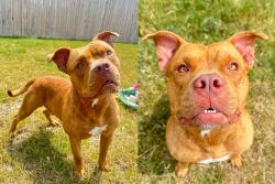 Reunited Male Dog last seen Bollinger neighborhood in Maxwell, Texas, Caldwell County, TX 78656