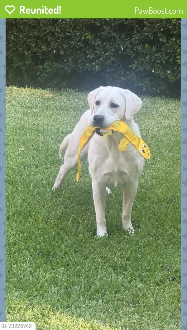 Reunited Female Dog last seen Glencoe and Merrimac, Dallas, TX 75206