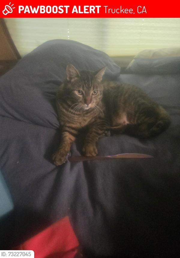 Lost Male Cat last seen Lakeside campground, Truckee, CA 96161
