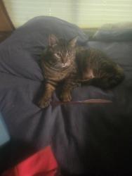 Lost Male Cat last seen Lakeside campground, Truckee, CA 96161