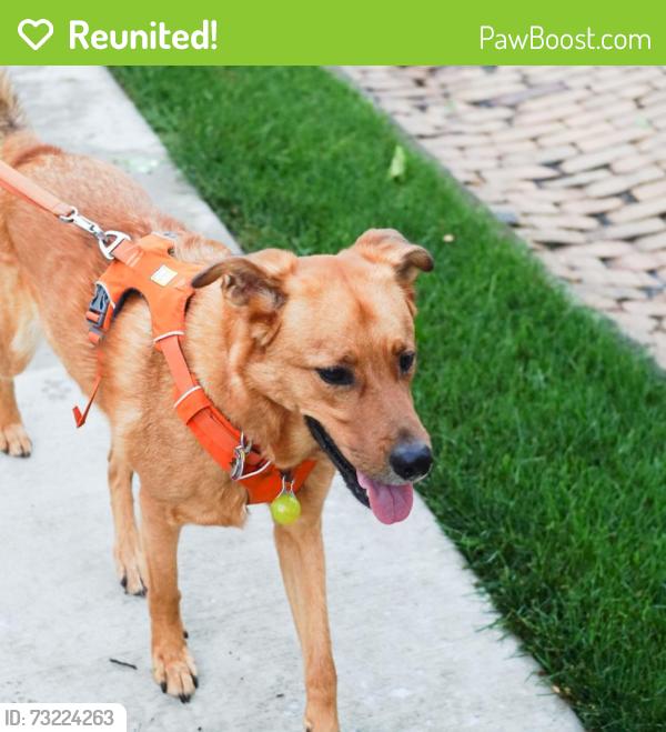 Reunited Male Dog last seen Woodshire Drive near Aspinwall VA, Pittsburgh, PA 15215