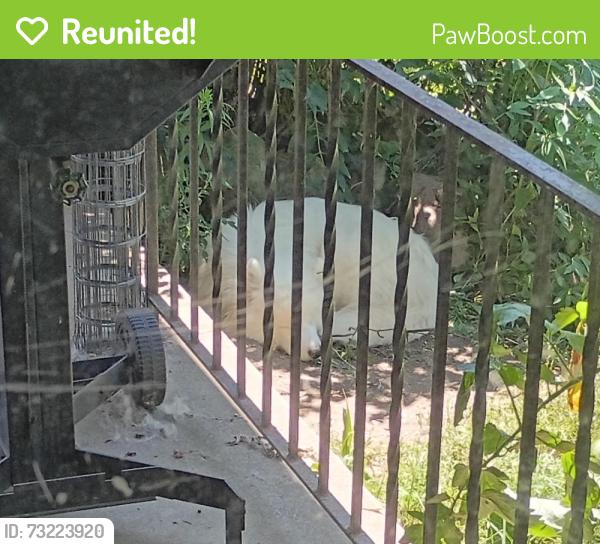 Reunited Female Dog last seen It's a suberb neighborhood, Green Tree, PA 15220