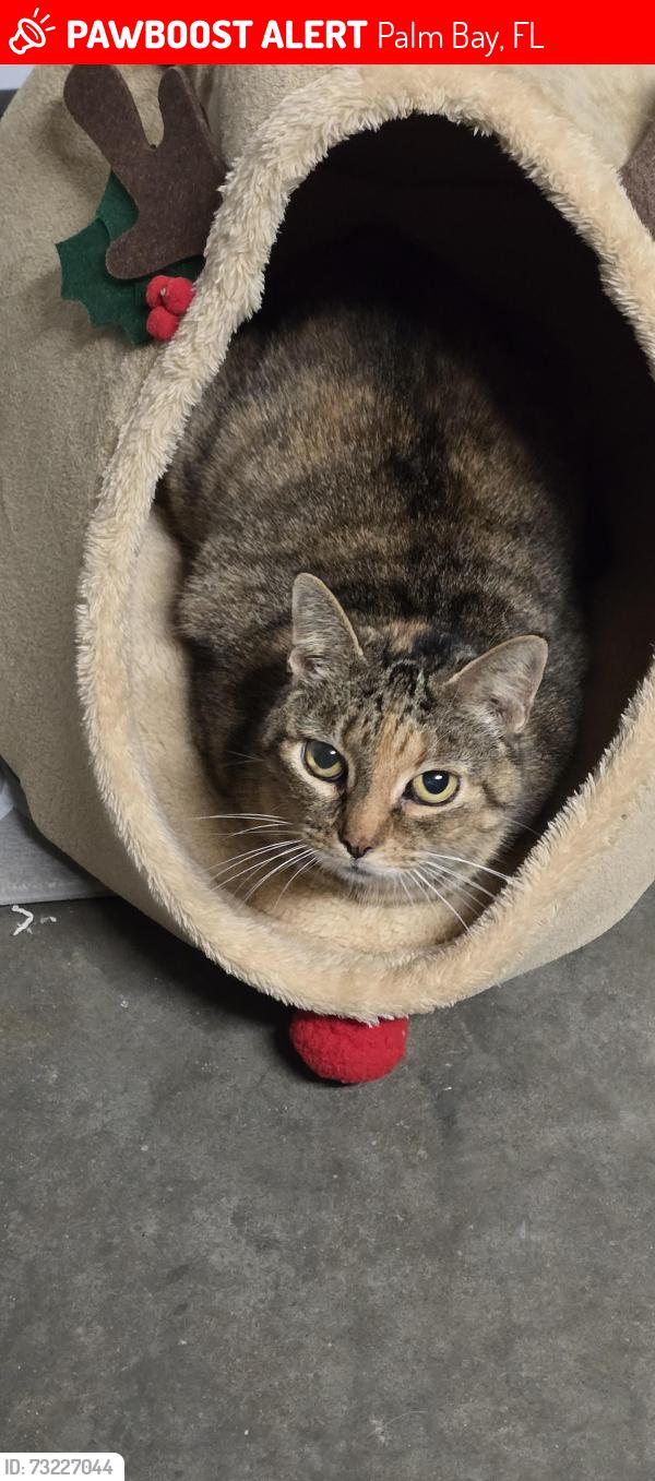 Lost Female Cat last seen Inez st & coffee Street, Palm Bay, FL 32909