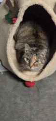 Lost Female Cat last seen Inez st & coffee Street, Palm Bay, FL 32909