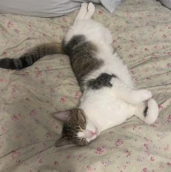 Lost Male Cat last seen Tustin Ave and 23rd Street, Newport Beach, Newport Beach, CA 92660