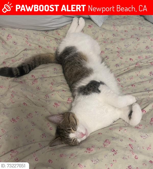 Lost Male Cat last seen Tustin Ave and 23rd Street, Newport Beach, Newport Beach, CA 92660