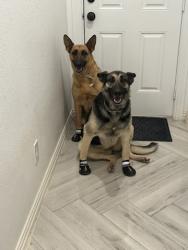 Reunited Female Dog last seen Near, Fort Worth, TX 76112