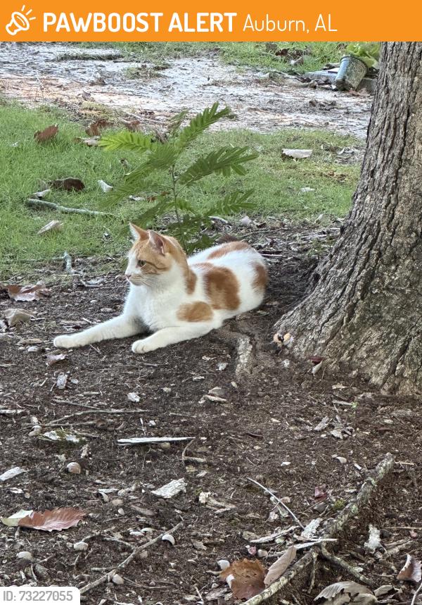 Found/Stray Unknown Cat last seen Memorial Park Cemetery, Auburn, AL 36830