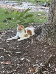 Found/Stray Unknown Cat last seen Memorial Park Cemetery, Auburn, AL 36830