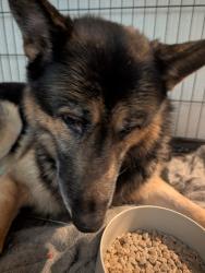 Reunited Female Dog last seen Near Crestway Heights, San Antonio, TX 78244