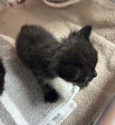 Shelter Stray Male Cat last seen Near Temples Point Rd, Havelock, NC, 1639 Old Airport Rd, New Bern, NC 28562, USA