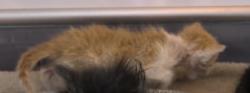 Shelter Stray Male Cat last seen Near Temples Point Rd, Havelock, NC, 1639 Old Airport Rd, New Bern, NC 28562, USA